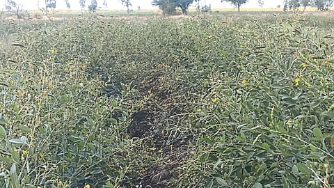 Tur Crop