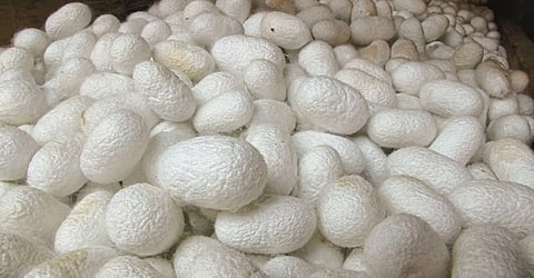 Sericulture farming