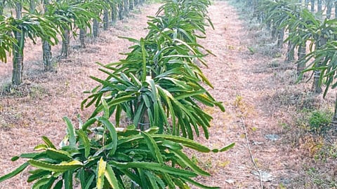 Dragon Fruit