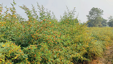 Crop Damage