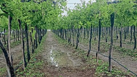 Vineyard Crop Damage