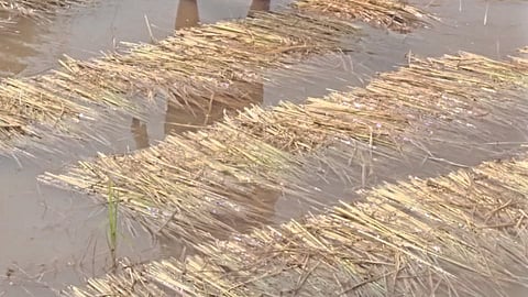 Paddy Crop Damage :