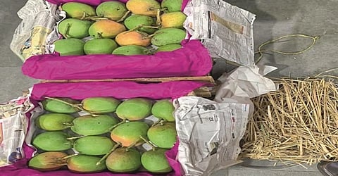 Hapus Mango