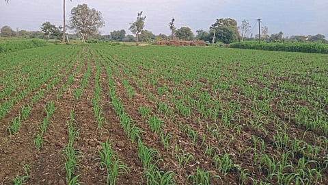 Jowar Sowing