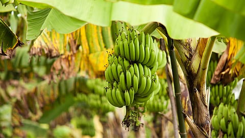 Banana Cultivation