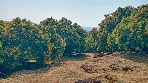 Mango Orchard