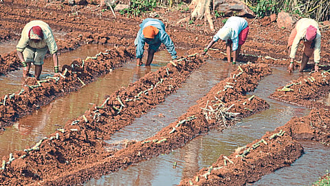 Sugarcane Cultivation