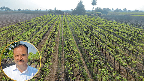 Grape Farming