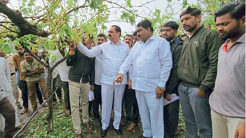 Crop Damage