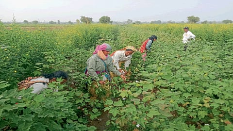 Cotton Picking