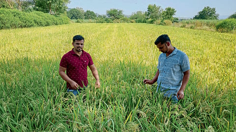 Agriculture