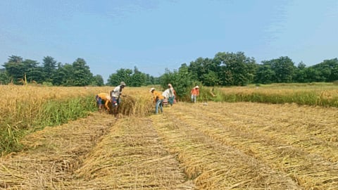 Paddy Harvesting