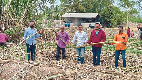 Sugarcane Production
