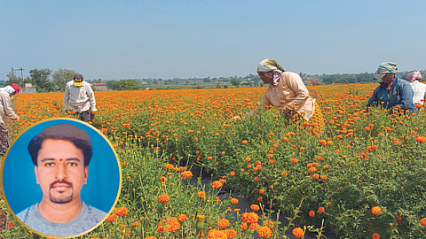 Flower Farming