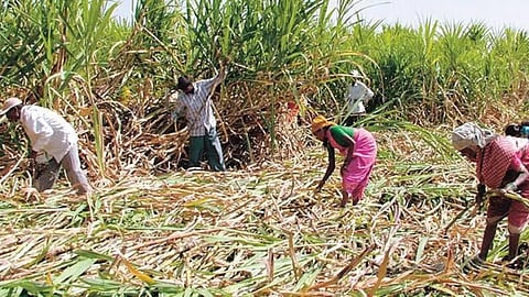 Sugarcane Rate
