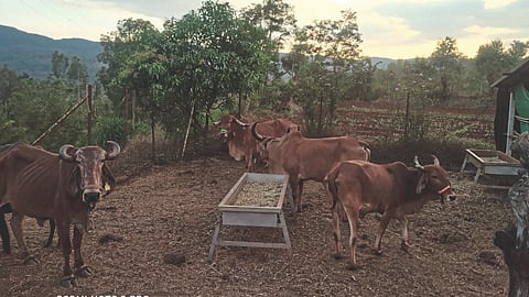 Cow Rearing