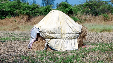 Rabi Crop