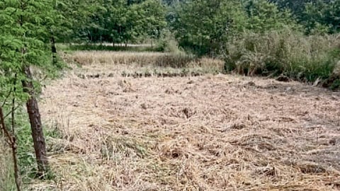 Paddy Crop Damage