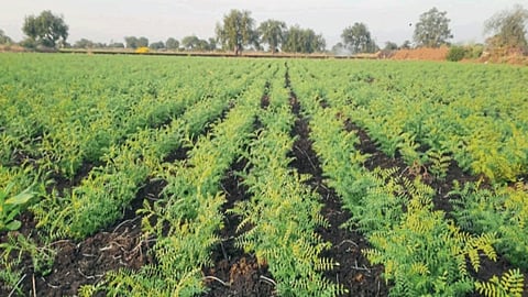 Chana Crop