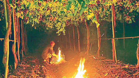 Fruit Crop Management