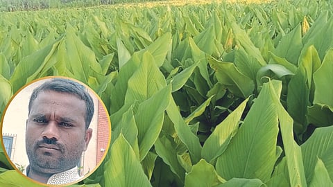 Turmeric Management