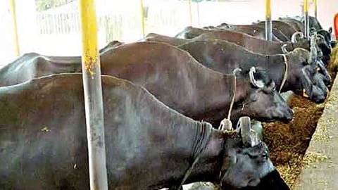 Animal Husbandry Department