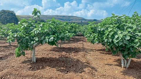 Fig Sitaphal