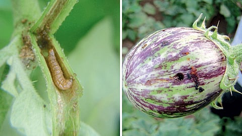 Pest Management