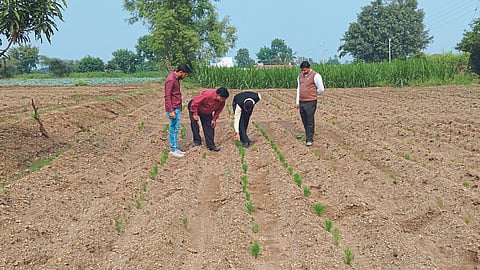 Jeera Cultivaton