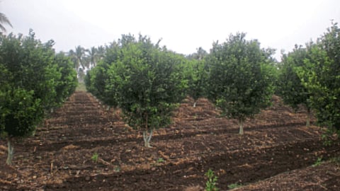 Crop Management