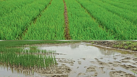 Climate change in Crops