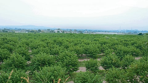 Sitaphal Orchard