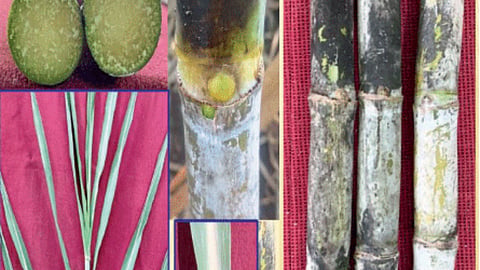 Sugarcane Variety