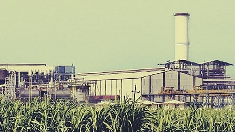 Sugarcane Season