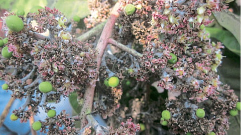 Mango Blossom