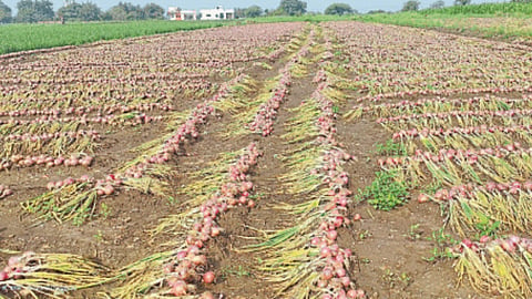 Crop Damage
