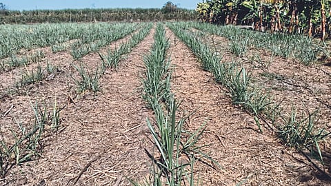 Kodva Sugarcane