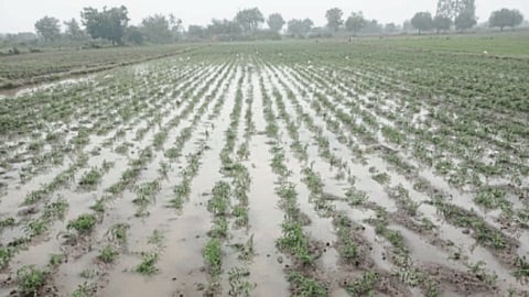 Crop Update