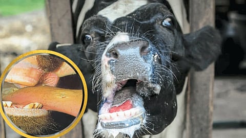 Animal Husbandry