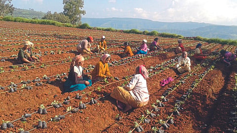 Strawberry Farming