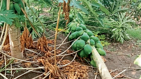 Crop Damage