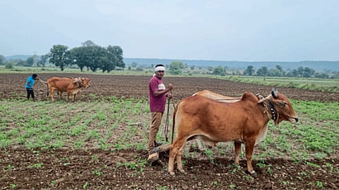 Chana Crop Damage