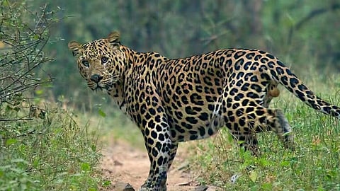 Leopard Attack Kolhapur