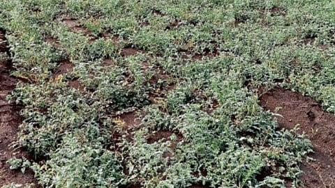 Chana Crop