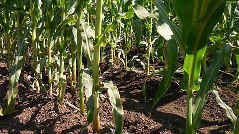 Maize Management