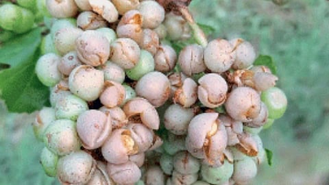 Crop Damage