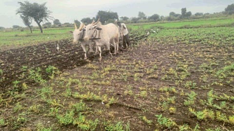 Sowing