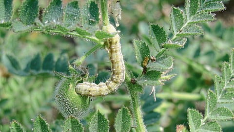 Chana Crop