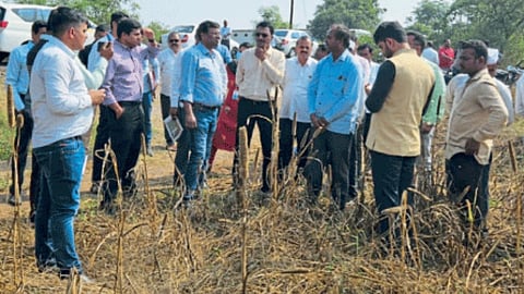 Crop Survey