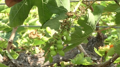 Crop Damage